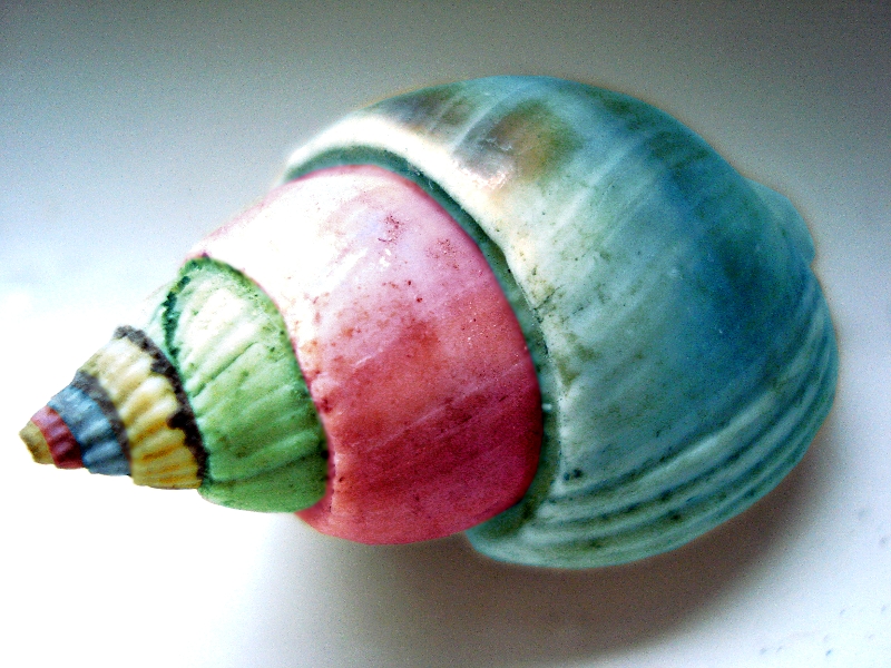 colored shell