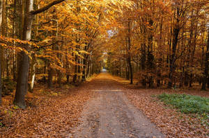 Colors Of Autumn