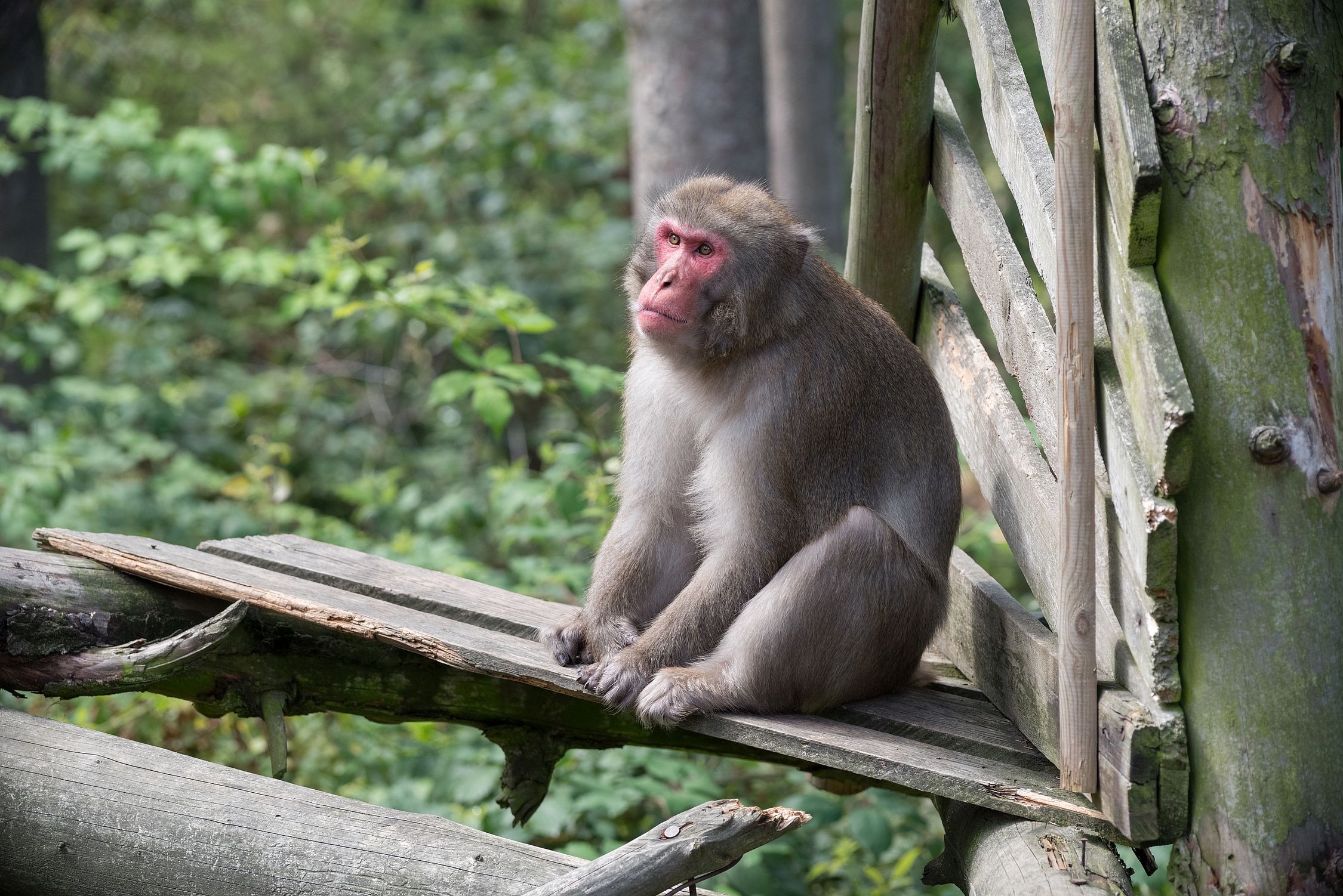 Macaca fuscata