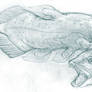 Coelacanth Practice 1