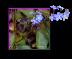 Myosotis