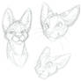 Serval heads