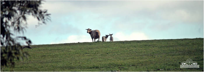 Ewe and her lambs