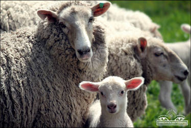 Ewe and Lamb