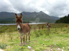 Connemara Donkeys