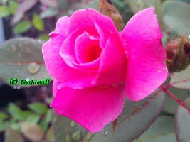 Photo of a Pink Rose