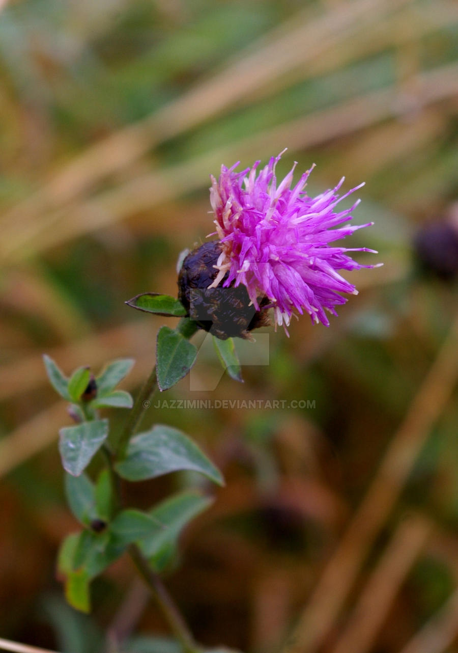 Thistle