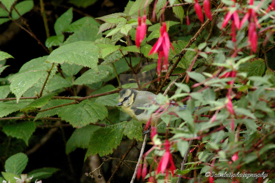 Young blue tit