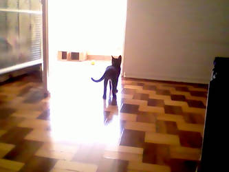 cat in the room s2