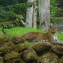 Sri Lankan Leopard