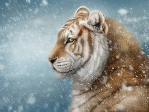 Winter tiger