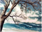 Tree by MauveRocket