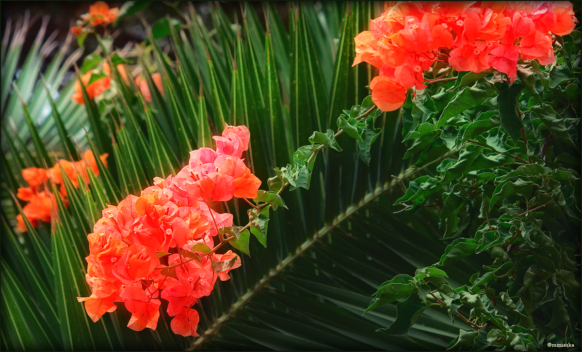 flowering plants Mallorca