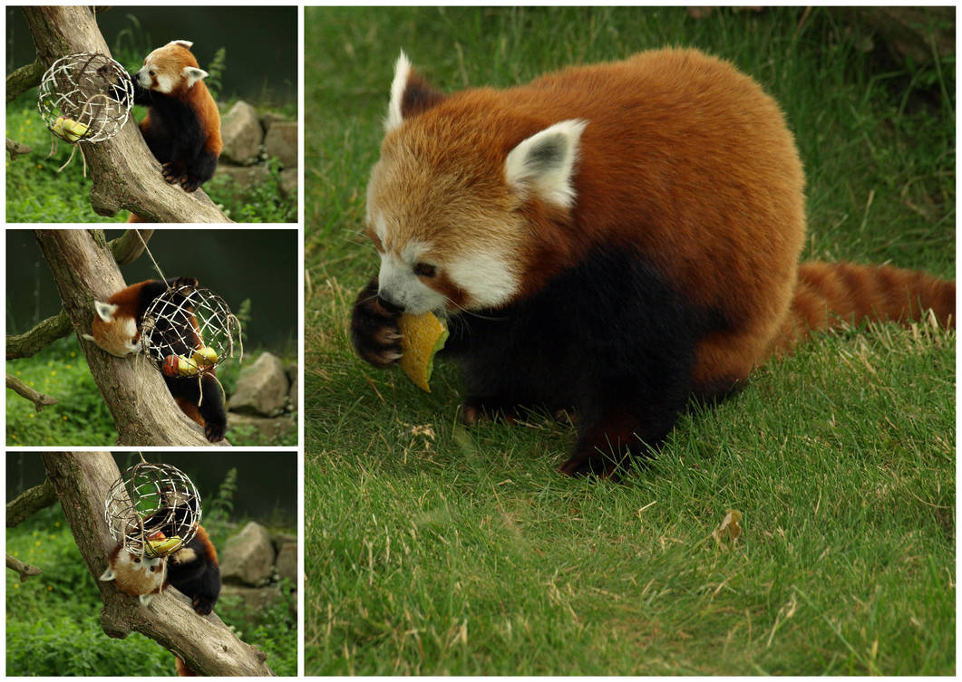 Red Panda Colage Red Panda Collage by xHalloweenx on DeviantArt