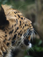 Amur Leopard