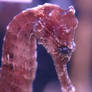 Sea Horse Macro