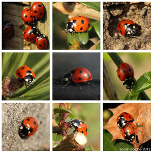 Ladybird Project