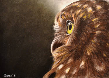 Ruru (Morepork)