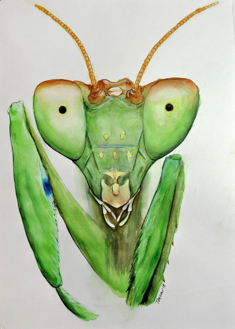 Praying mantis by midnight-creations on DeviantArt