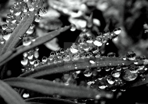 Raindrops