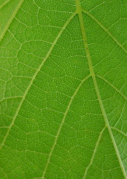 Grape Vine Leaf Macro