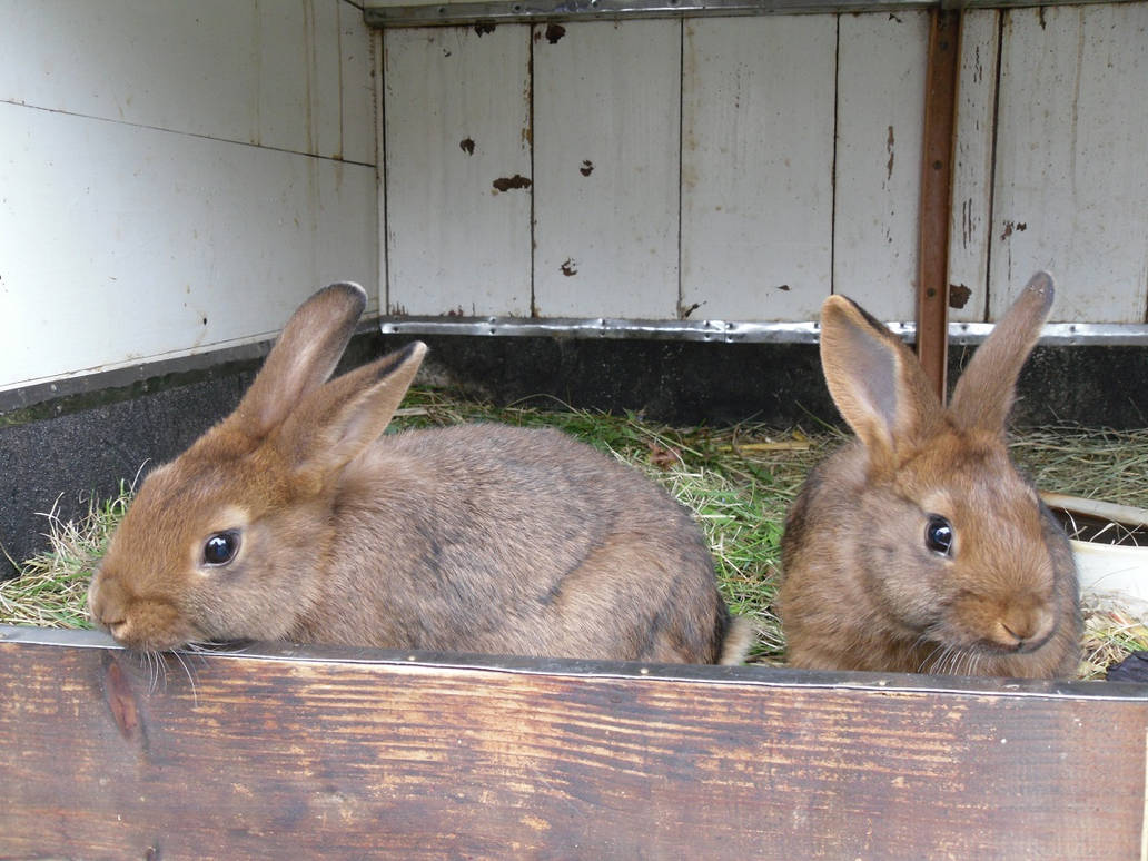 Images May Rabbit Rabbit May rabbits by zahlenfreak on DeviantArt