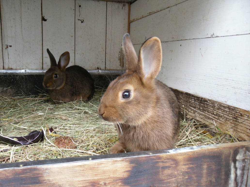 More May rabbits by zahlenfreak on DeviantArt