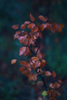 Frozen Moments: It's Autumn, Folks!