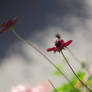 Frozen Moments: Painterbee