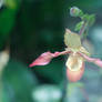 Frozen Moments: Soft Light