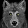 Wolf c: