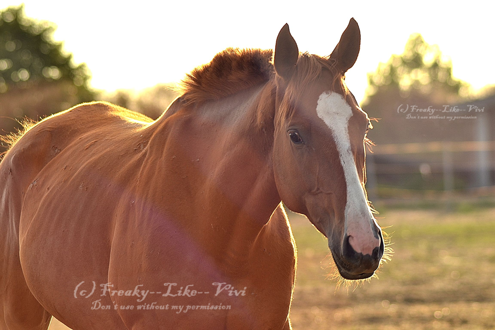 Warm sunlight by Freaky--Like--Vivi