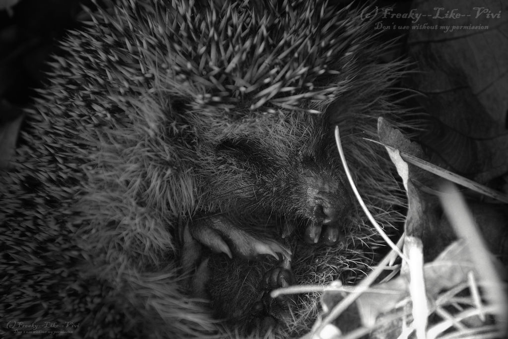 The hedgehog falls asleep... by Freaky--Like--Vivi