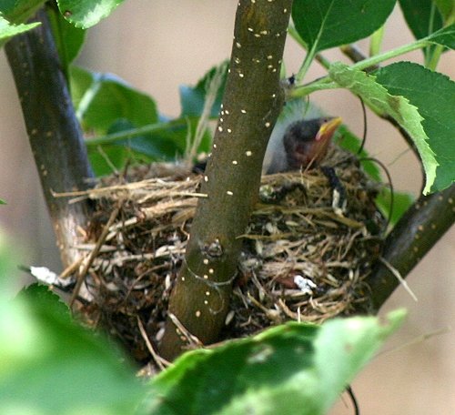 Goldfinch Family 3