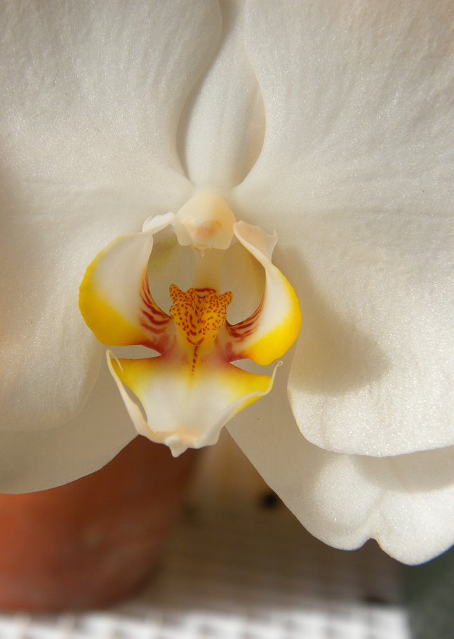 white Orchid