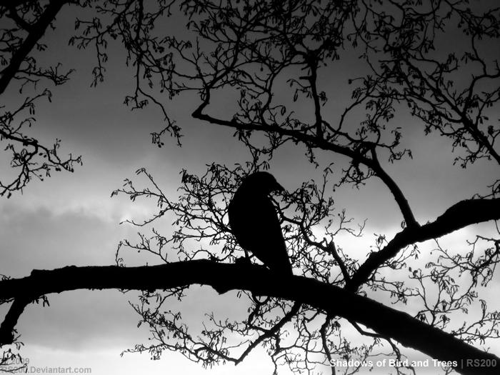Bird Shadowa Shadow of Bird and Trees by TomCB on DeviantArt