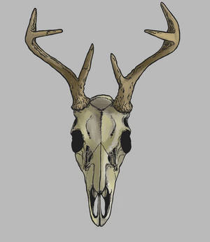 buck skull