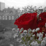 Photoshop Trial - Roses