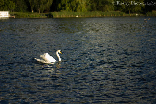 Swan Lake