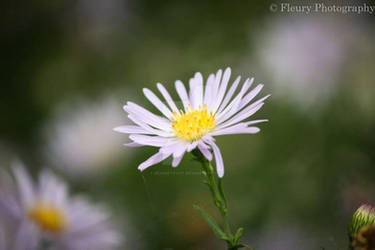 Flower in Focus