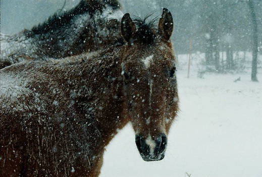 Snow day