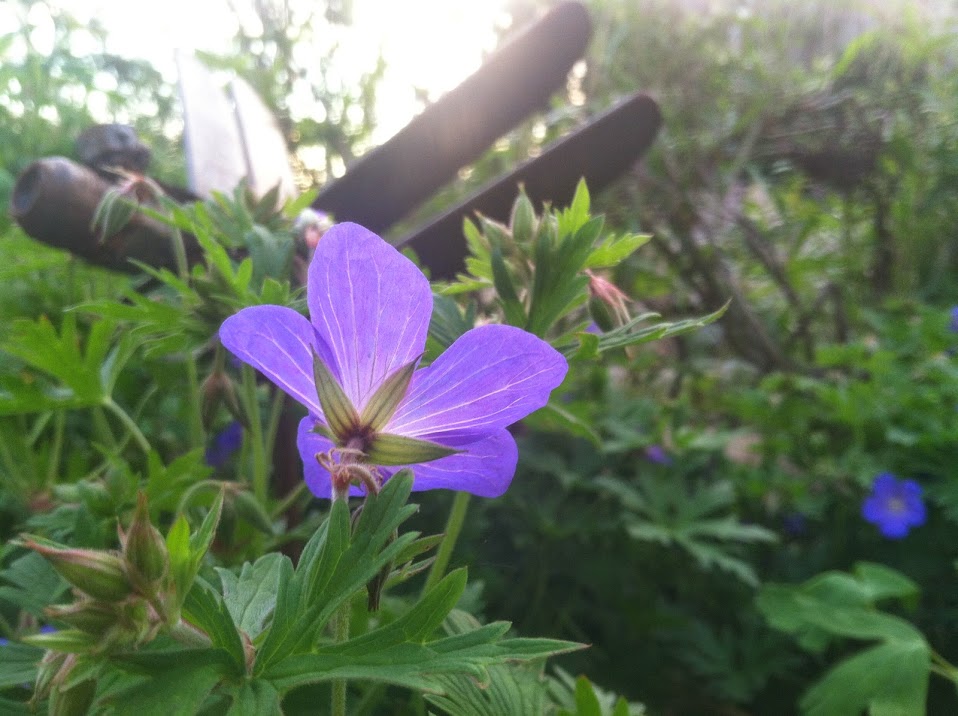 Purple Flower