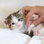 cute belly kitten