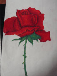 A rose my love...