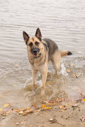 Titan - 2 year old German Shepherd Dog