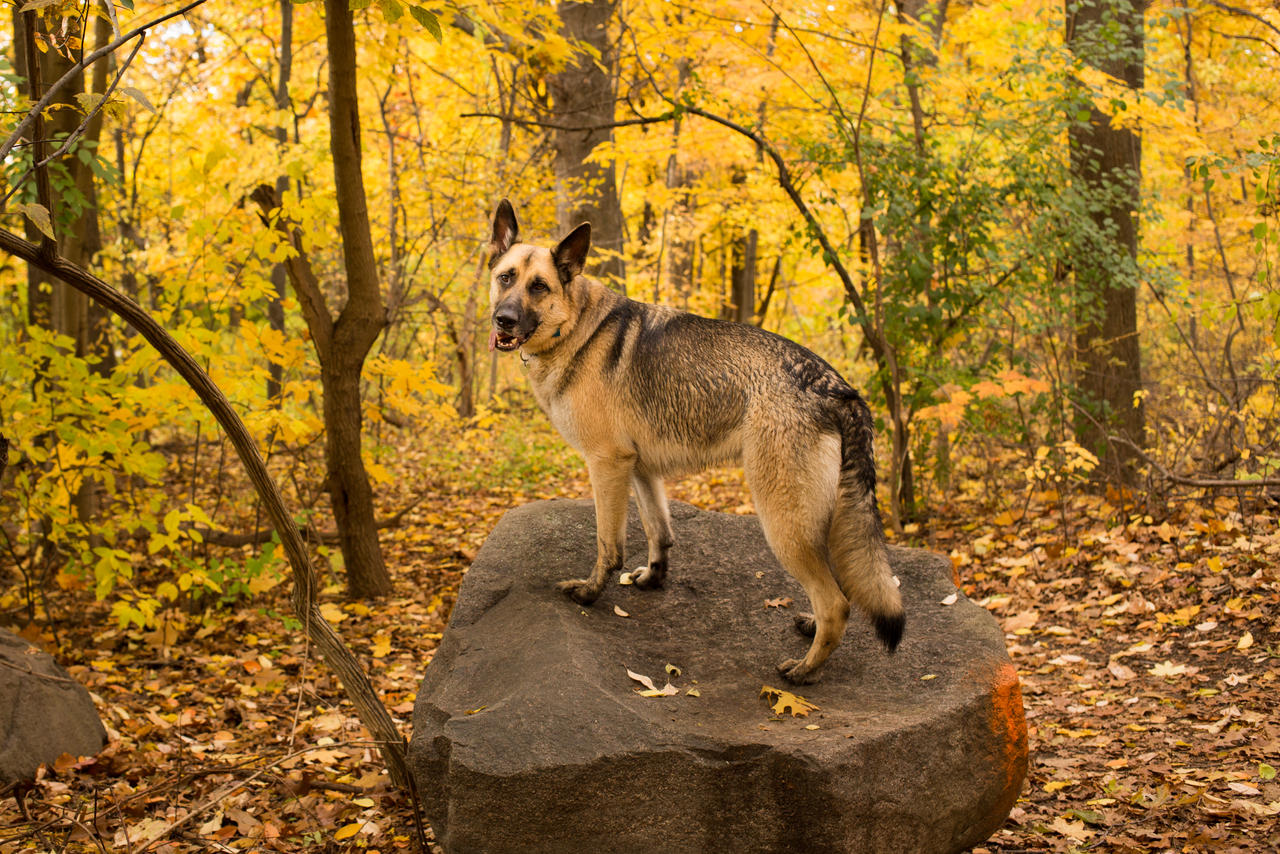 Titan on an Autumn Rock