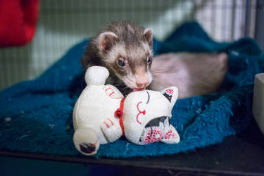 Kuma and his kitty