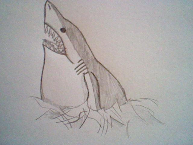 Megalodon The Shark Giant Pencil Drawing By Umbreongirl444 On Deviantart Megalodon The Shark Giant Pencil Drawing By Umbreongirl444 On Deviantart