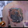 tiger cover up