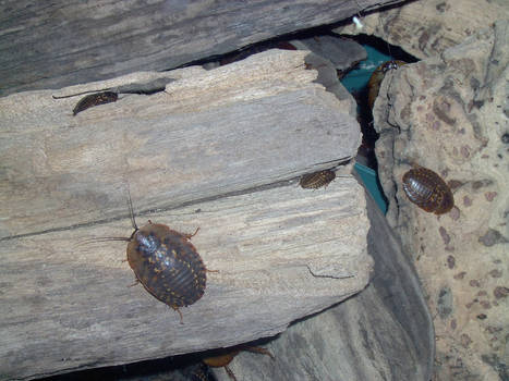 Cockroach on Wood